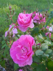 DSCN1854.JPG