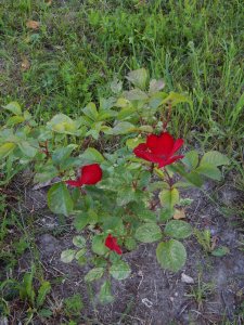 DSCN1860.JPG
