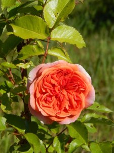 DSCN1886.JPG