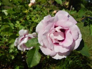 DSCN1906.JPG