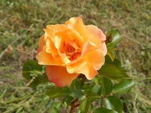 DSCN1950.JPG