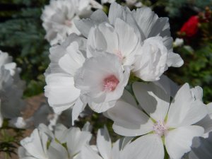 DSCN1901.JPG