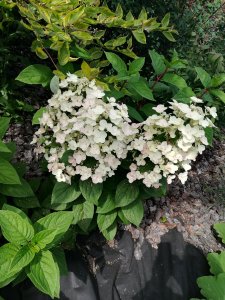 IMG_20200808_135430.jpg