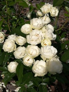 IMG_20200808_135208.jpg