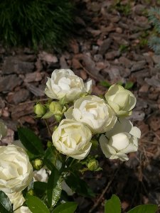 IMG_20200808_135149.jpg