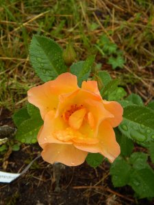 DSCN2013.JPG