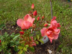 DSCN2052.JPG