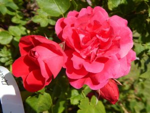 DSCN2078.JPG