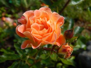 DSCN2105.JPG