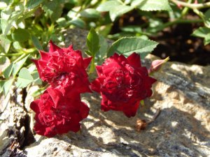 DSCN2109.JPG