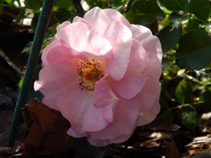 DSCN2111.JPG