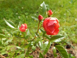 DSCN2130.JPG