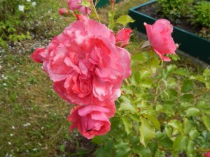 DSCN2137.JPG