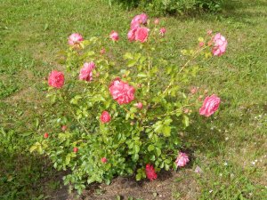 DSCN2139.JPG
