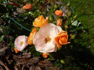 DSCN2154.JPG