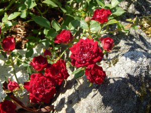 DSCN2156.JPG