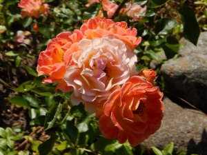 DSCN2159.JPG