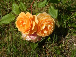 DSCN2161.JPG