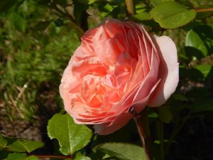 DSCN2165.JPG