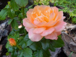 DSCN2180.JPG