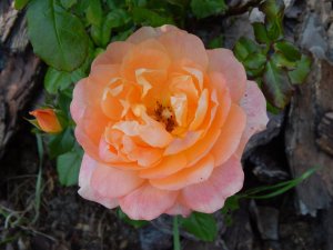 DSCN2181.JPG