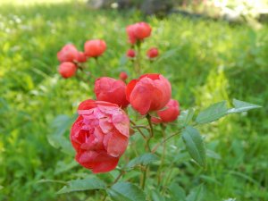 DSCN2183.JPG