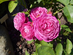 DSCN2192.JPG