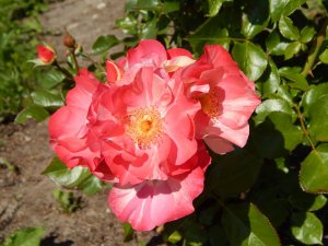 DSCN2194.JPG