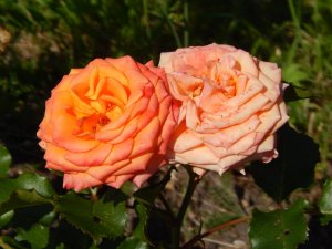 DSCN2197.JPG