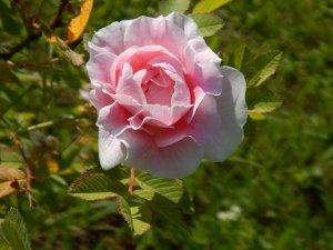 DSCN2200.JPG