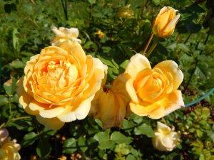 DSCN2206.JPG