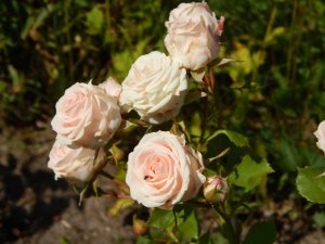 DSCN2215.JPG