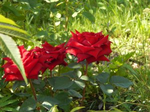 DSCN2216.JPG