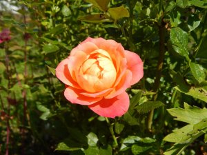 DSCN2230.JPG