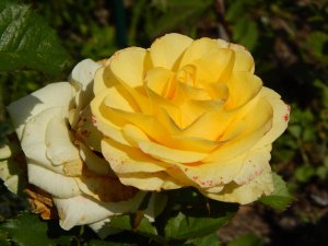 DSCN2239.JPG
