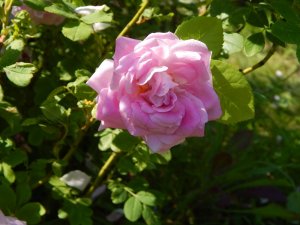 DSCN2242.JPG
