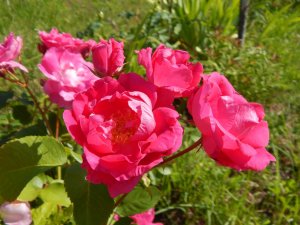 DSCN2257.JPG