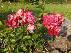 DSCN2285.JPG