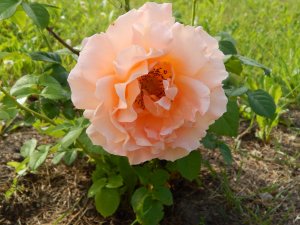 DSCN2293.JPG