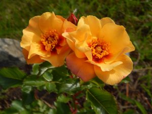 DSCN2296.JPG