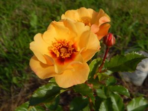 DSCN2297.JPG