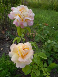 DSCN2306.JPG