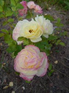 DSCN2330.JPG