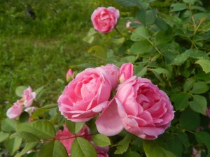 DSCN2371.JPG
