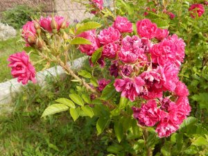 DSCN2415.JPG