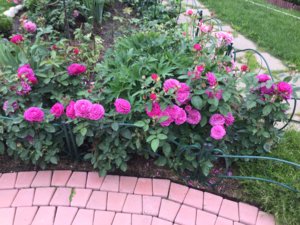 IMG_0114.JPG