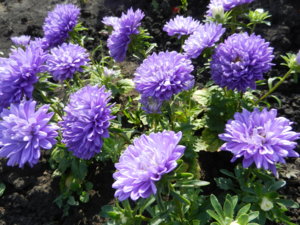 DSCN6159.JPG
