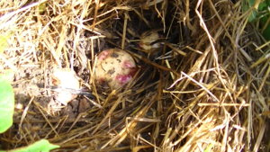 PIC_0430.JPG