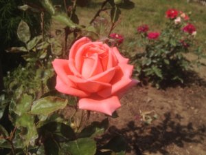 IMG_1789.JPG