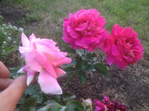 IMG_1791.JPG